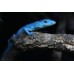Lagarto azul de Tanzania - Gastropholis prasina Blue 